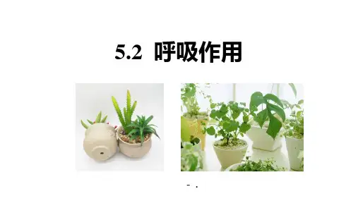 《呼吸作用》PPT优秀课件