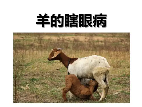 羊的瞎眼病