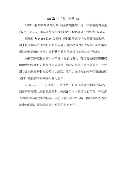 gapdh分子量 内参 wb