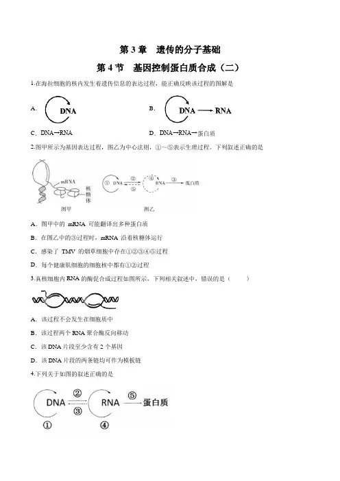【新教材】3.4.2 基因控制蛋白质合成 练习-浙科版高中生物必修2遗传与进化(原卷版)
