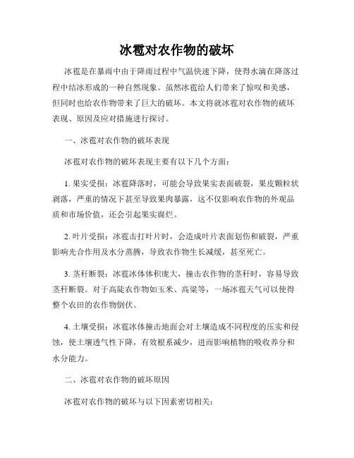 冰雹对农作物的破坏