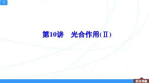 新高考一轮复习人教版光合作用(Ⅱ)(101张)课件