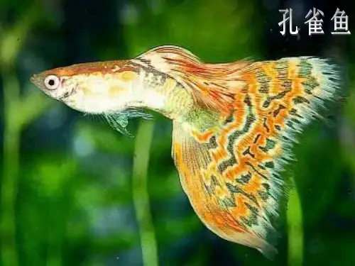 种群和群落PPT.