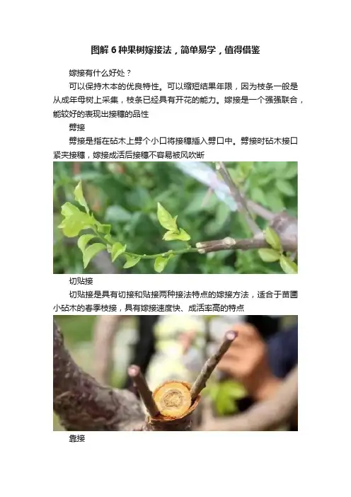 图解6种果树嫁接法，简单易学，值得借鉴