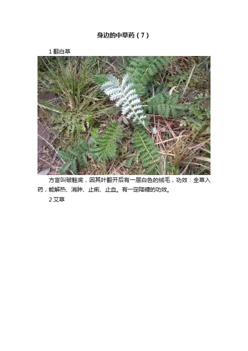 身边的中草药（7）
