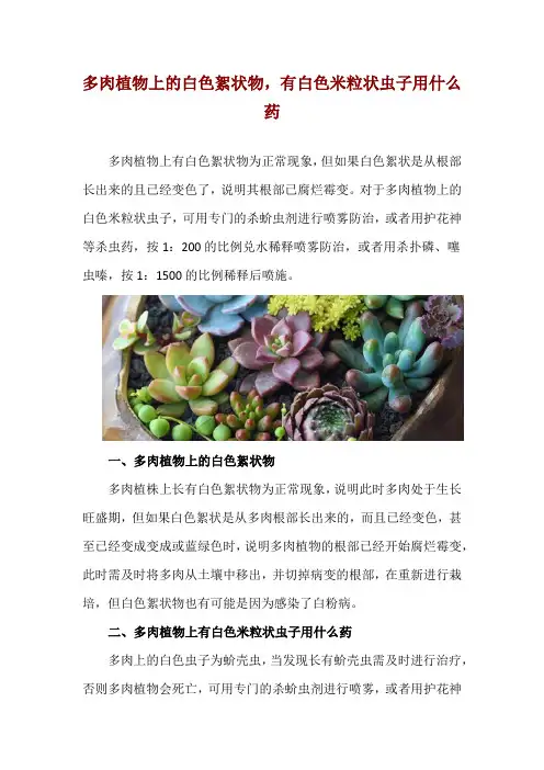 多肉植物上的白色絮状物,有白色米粒状虫子用什么药