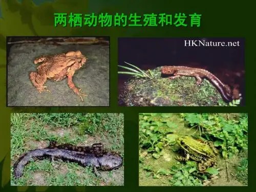 初二生物两栖动物的生殖和发育2