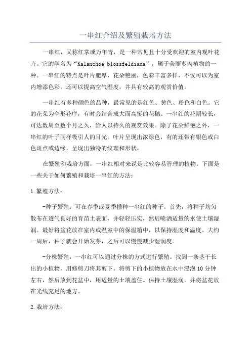 一串红介绍及繁殖栽培方法