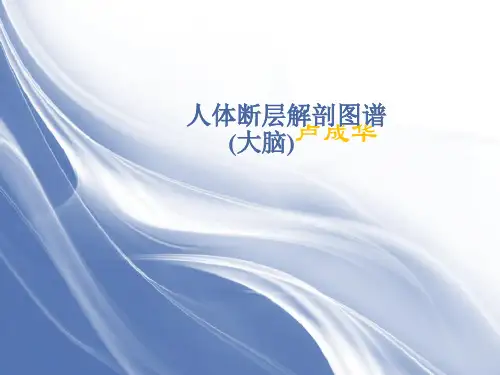 人体断层解剖图谱大脑-头(颅脑)冠状位解剖示意图 PPT课件