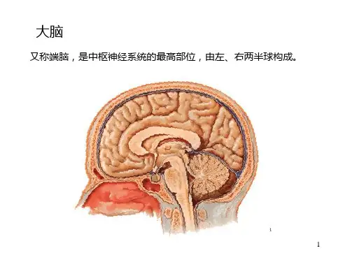 大脑ppt课件