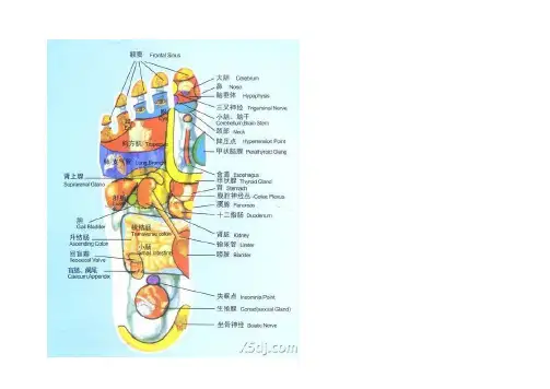足部穴位图解如下