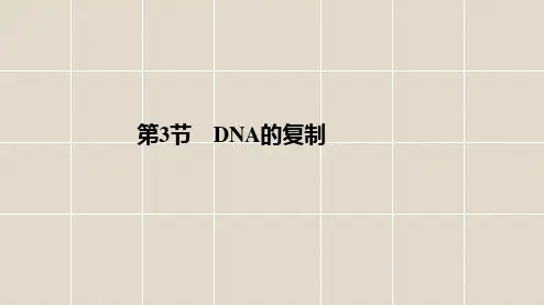 高中生物人教版2019必修2第3章第3节DNA的复制课件48张