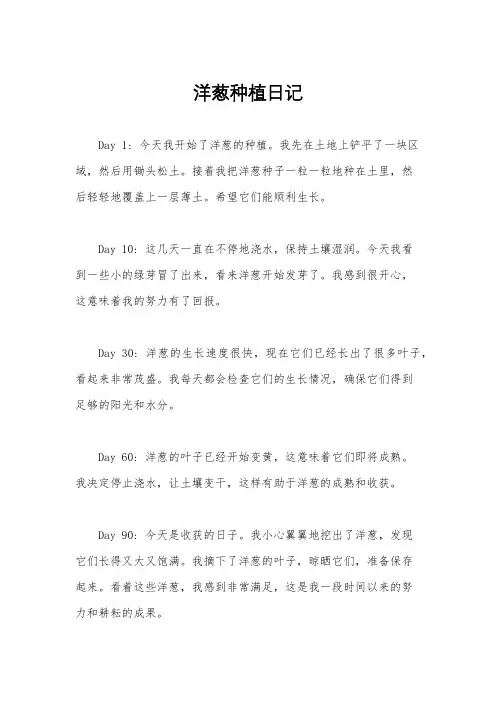 洋葱种植日记