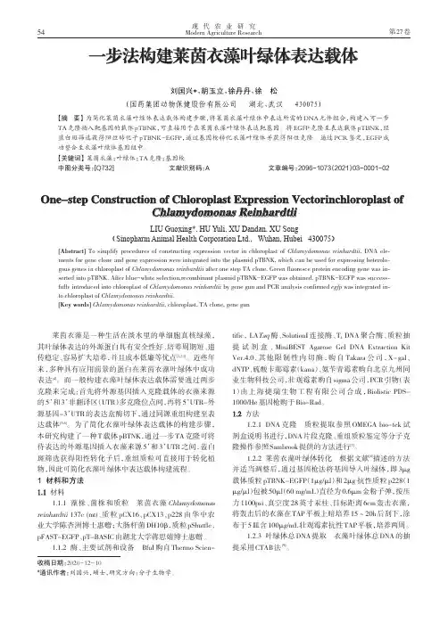 一步法构建莱茵衣藻叶绿体表达载体