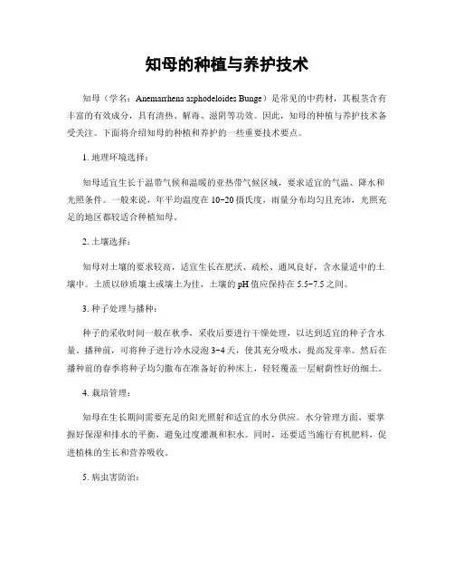 知母的种植与养护技术