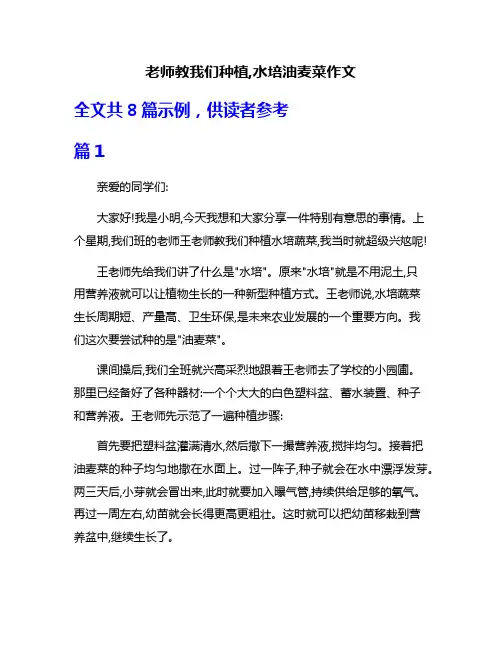 老师教我们种植,水培油麦菜作文