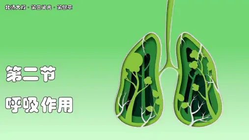 呼吸作用 课件(共28张PPT+内嵌视频2个) 2024-2025学年生物北师版七年级上册