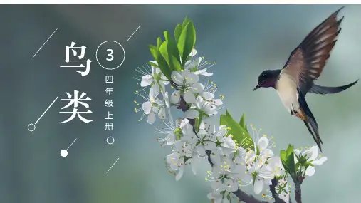 苏教版科学四年级上册《鸟类》
