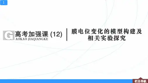 【高三生物一轮复习】膜电位变化的模型构建及相关实验探究