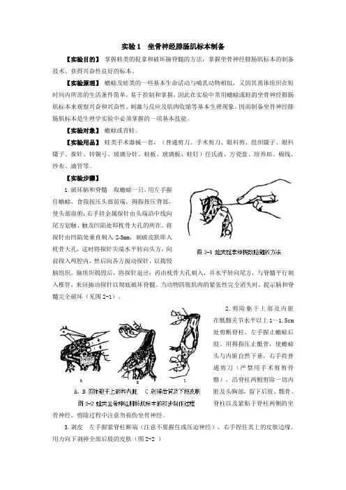 实验1坐骨神经腓肠肌标本制备【实验目的】掌握蛙类的捉拿和破坏脑