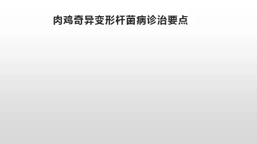 肉鸡奇异变形杆菌病诊治要点