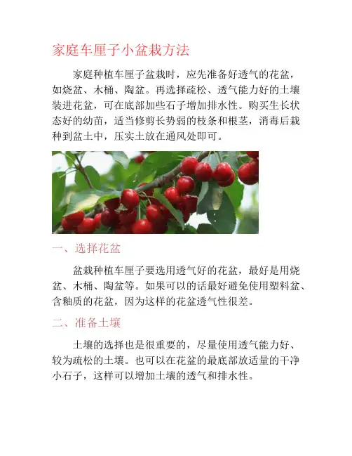 家庭车厘子小盆栽方法-养花技巧