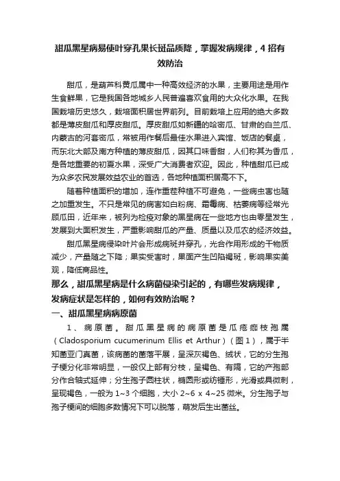 甜瓜黑星病易使叶穿孔果长斑品质降，掌握发病规律，4招有效防治