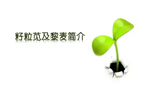 籽粒苋及黎麦