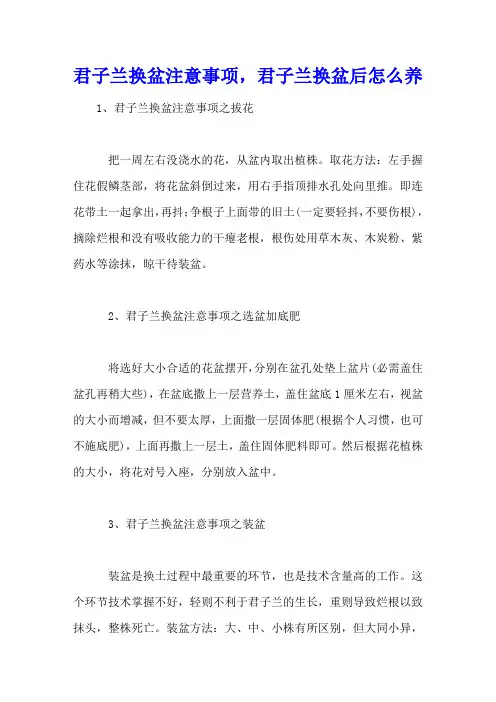君子兰换盆注意事项,君子兰换盆后怎么养