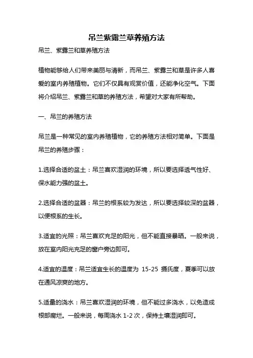 吊兰紫露兰草养殖方法