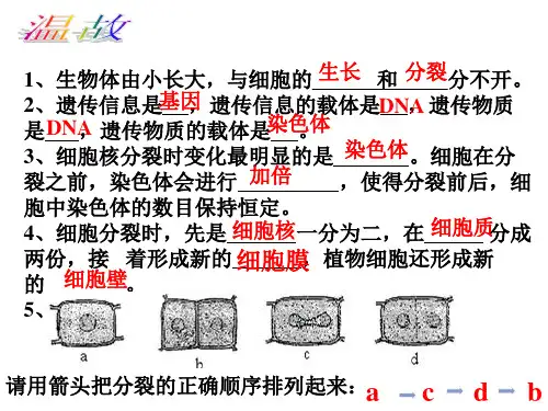 人教版七上第二单元第三章第二节动物体的结构层次共40张PPT
