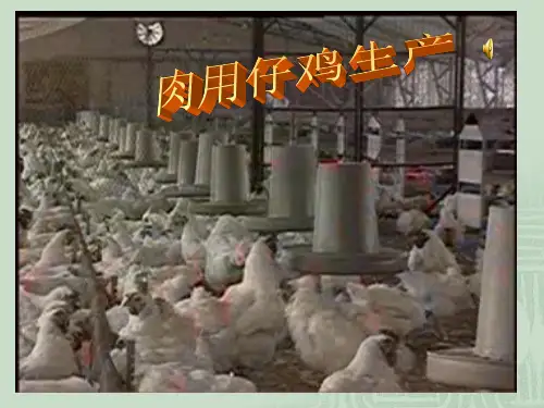 肉用仔鸡饲养管理