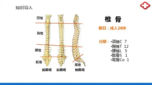 骨学—躯干骨(正常人体结构课件)