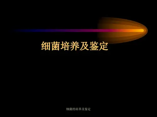 细菌的培养及鉴定 ppt课件