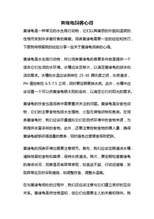 黄缘龟饲养心得