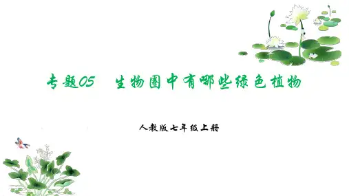 生物圈中有哪些绿色植物(考点串讲) 2024-2025学年七年级生物上学期期末考点大串讲(人教版)