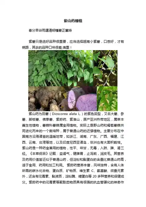 紫山药種植