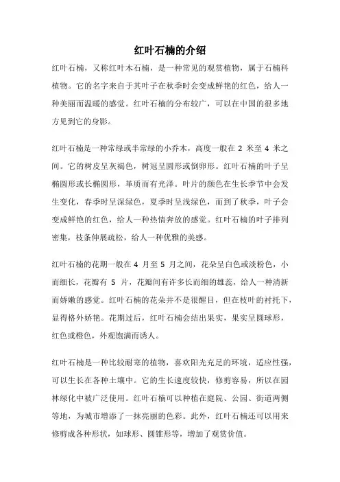 红叶石楠的介绍