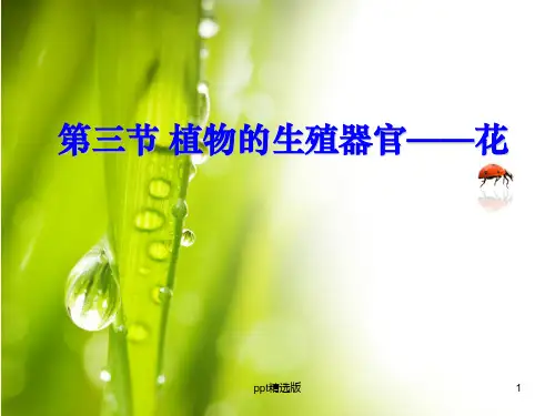 植物的花PPT课件