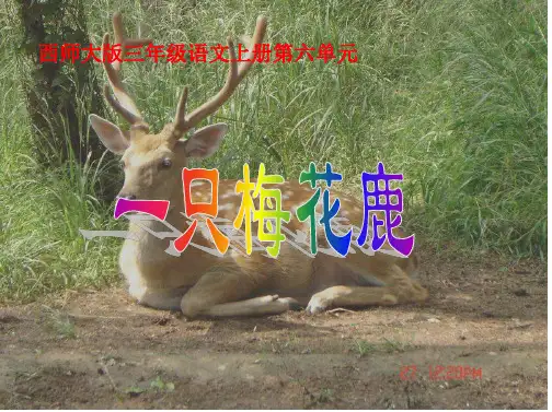 【优秀课件】西师大版三年级上册《一只梅花鹿》PPt课件