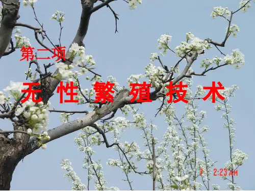 嫁接繁殖