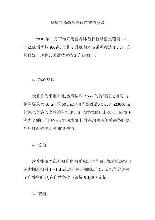 早黑宝葡萄营养钵苗栽植技术