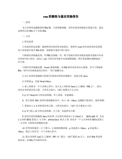 rna的提取与鉴定实验报告
