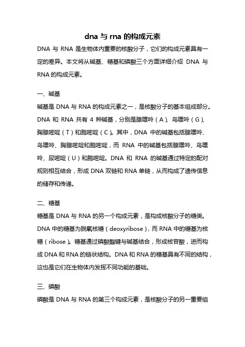 dna与rna的构成元素