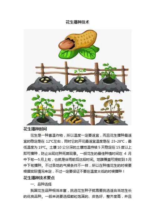 花生播种技术