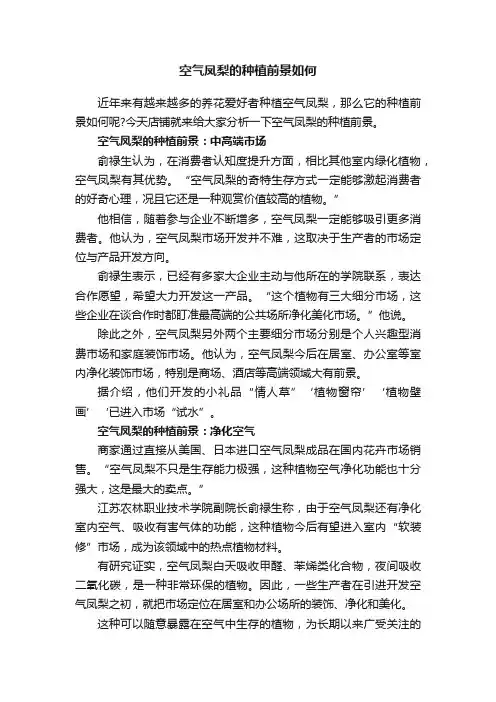 空气凤梨的种植前景如何