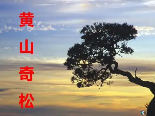 16《黄山奇松》课件