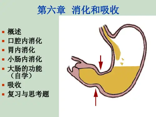 生理学第六章 消化与吸收ppt课件