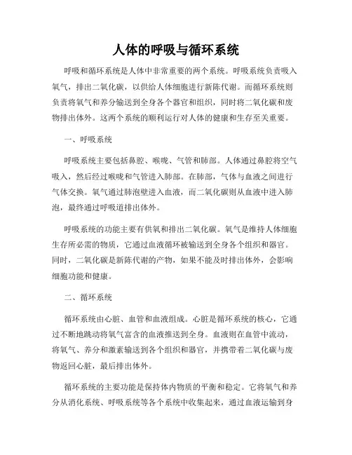 人体的呼吸与循环系统