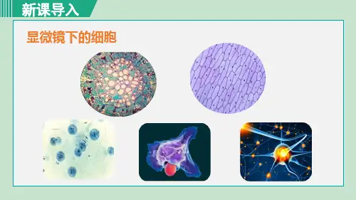 人教版七年级生物上册第二单元 第一章 细胞是生命活动的基本单位 课件